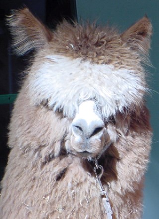 Alpaca For Sale - Johnny Blaze (J.B.) at Fancy Fiber Farm